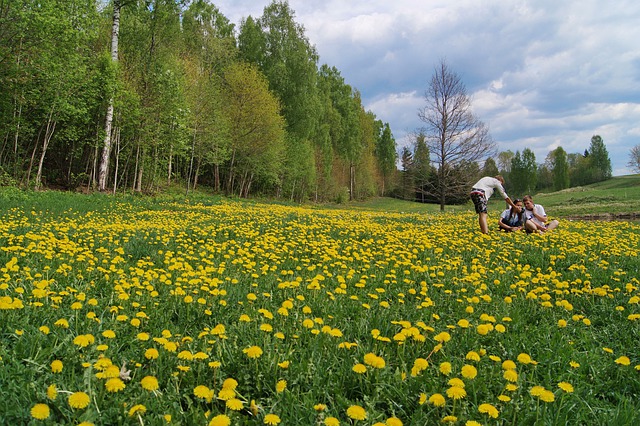 Krásny, žltý koberec.jpg